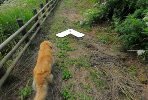 Попавший на карты Google любопытный пес очаровал пользователей сети