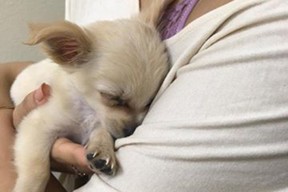 Оставленный в аэропорту Лас-Вегаса щенок Чуи растрогал соцсети