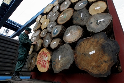 Из Приморья незаконно вывезли древесину на 700 миллионов рублей