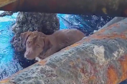 Истощенного пса нашли в открытом море за сотни километров от берега