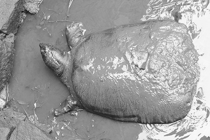 В Китае умерла редчайшая в мире черепаха