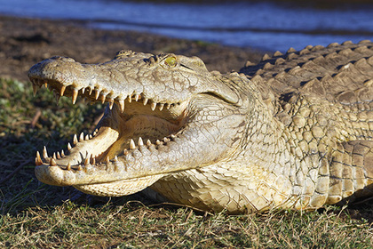 Крокодил заживо съел мывшего руки в реке рабочего