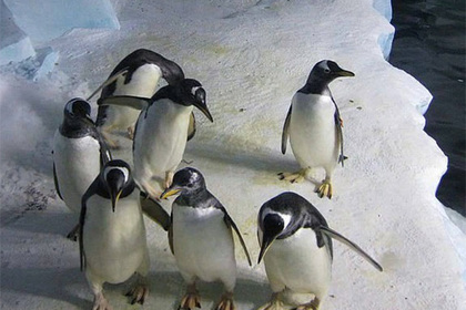Больше половины пингвинов в океанариуме оказались гомосексуальными