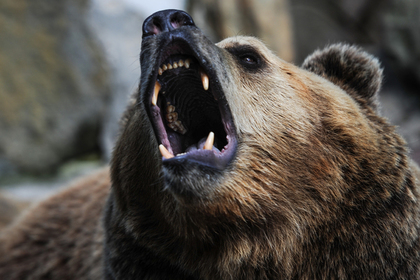 На Камчатке медведь задрал рыбака и был убит неизвестными