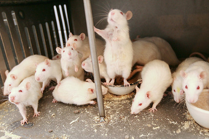 В России нашли жившую среди сотни крыс девочку