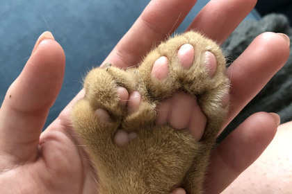 Американка показала кота с огромными лишними пальцами