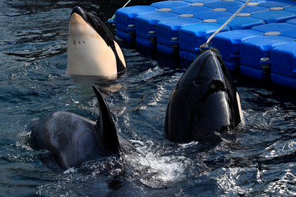 Выловившую косаток для «китовой тюрьмы» фирму оштрафовали на 56 миллионов рублей