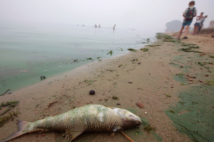 Берег Байкала покрыли мертвые рыбы и раки