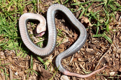 Зомби-змеи вызвали переполох в Северной Каролине