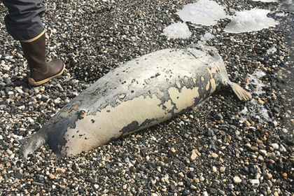 Десятки мертвых тюленей вынесло на берег Аляски