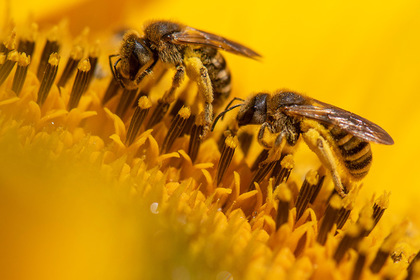 Массовая гибель пчел обернулась уголовным делом