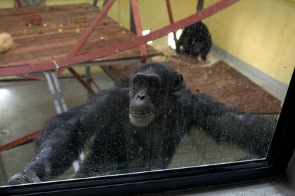 Осиротевшая обезьяна десять лет лечилась от депрессии