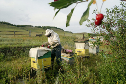 Лужков назвал способ спасения пчел от массовой гибели
