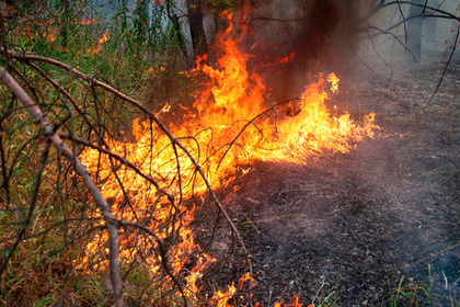Раскрыты катастрофические последствия пожаров в Сибири