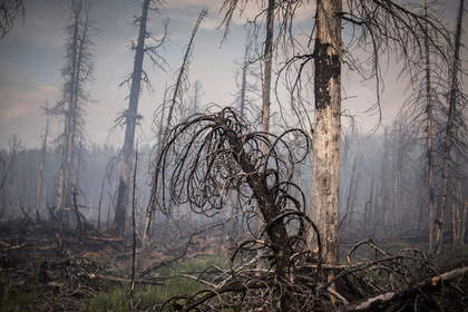 Глава российского региона усомнился в рукотворности лесных пожаров