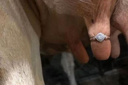 Фермер надел дорогое обручальное кольцо на вымя коровы и подвергся травле в сети