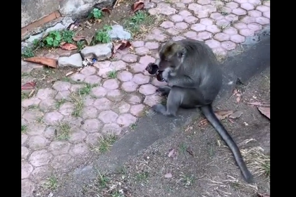 Бузову обокрала обезьяна