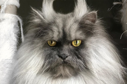 Хмурый кот с озлобленной мордой стал новой звездой соцсетей