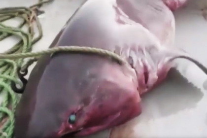 Рыбаки выловили пятиметровую акулу весом тонну