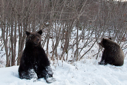 Ловивший крабов россиянин умер в больнице после нападения медведя