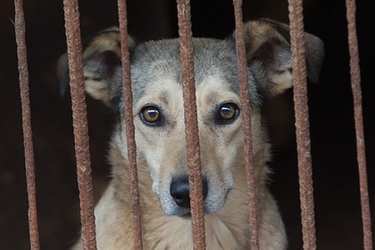 Материалы об издевательствах над животными в России смогут блокировать без суда