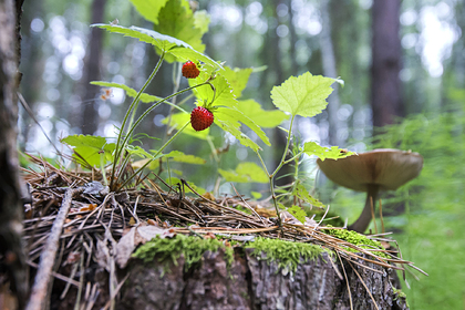 В России возьмут под контроль сбор грибов и ягод