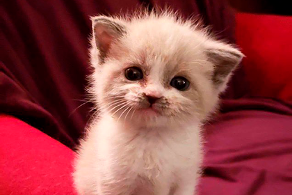Бездомный котенок Цветочек «улыбнулся» на камеру и покорил пользователей сети